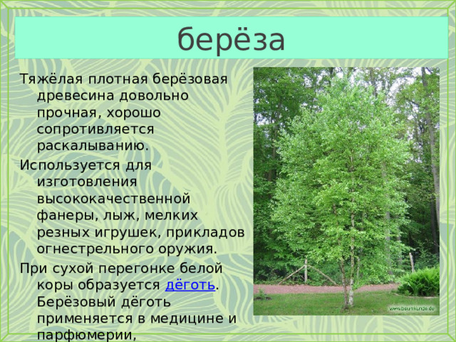 берёза Тяжёлая плотная берёзовая древесина довольно прочная, хорошо сопротивляется раскалыванию. Используется для изготовления высококачественной фанеры, лыж, мелких резных игрушек, прикладов огнестрельного оружия. При сухой перегонке белой коры образуется дёготь . Берёзовый дёготь применяется в медицине и парфюмерии, преимущественно как противовоспалительное и антисептическое средство. 