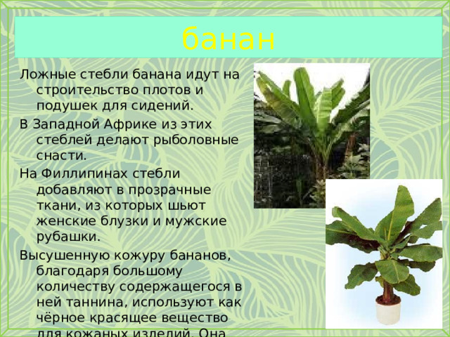 банан Ложные стебли банана идут на строительство плотов и подушек для сидений. В Западной Африке из этих стеблей делают рыболовные снасти. На Филлипинах стебли добавляют в прозрачные ткани, из которых шьют женские блузки и мужские рубашки. Высушенную кожуру бананов, благодаря большому количеству содержащегося в ней таннина, используют как чёрное красящее вещество для кожаных изделий. Она также применяется при изготовлении мыла, т. к. её зола содержит углекислый калий. 