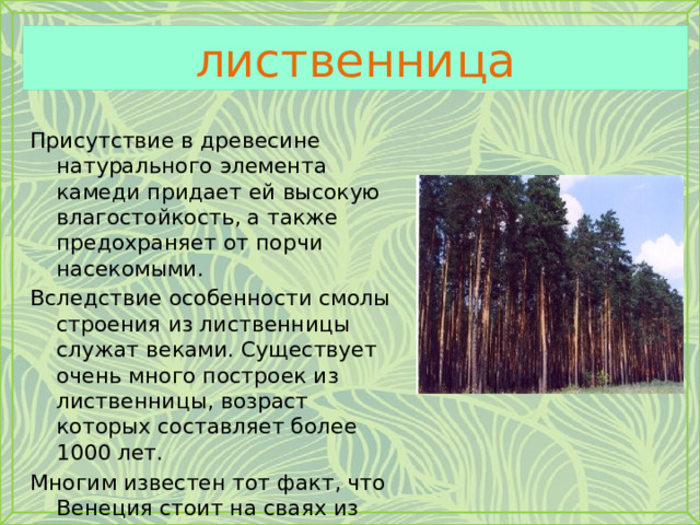 лиственница Присутствие в древесине натурального элемента камеди придает ей высокую влагостойкость, а также предохраняет от порчи насекомыми. Вследствие особенности смолы строения из лиственницы служат веками. Существует очень много построек из лиственницы, возраст которых составляет более 1000 лет. Многим известен тот факт, что Венеция стоит на сваях из лиственницы, так как бетонные столбы не выдерживают разрушительной силы морской воды. 