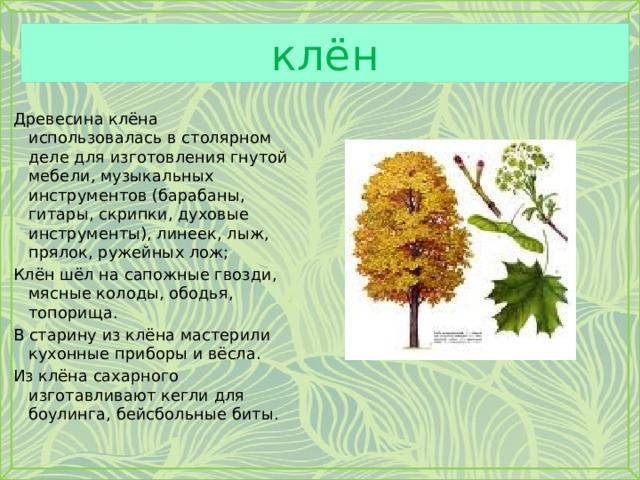 клён Древесина клёна использовалась в столярном деле для изготовления гнутой мебели, музыкальных инструментов (барабаны, гитары, скрипки, духовые инструменты), линеек, лыж, прялок, ружейных лож; Клён шёл на сапожные гвозди, мясные колоды, ободья, топорища. В старину из клёна мастерили кухонные приборы и вёсла. Из клёна сахарного изготавливают кегли для боулинга, бейсбольные биты. 