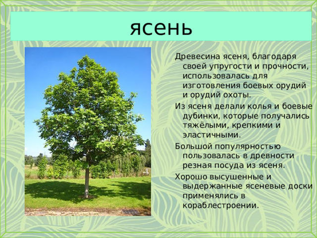 ясень Древесина ясеня, благодаря своей упругости и прочности, использовалась для изготовления боевых орудий и орудий охоты. Из ясеня делали колья и боевые дубинки, которые получались тяжёлыми, крепкими и эластичными. Большой популярностью пользовалась в древности резная посуда из ясеня. Хорошо высушенные и выдержанные ясеневые доски применялись в кораблестроении. 