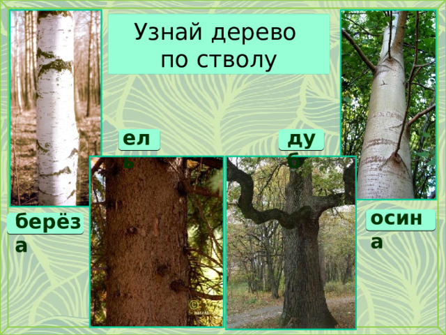Узнай дерево  по стволу ель дуб осина берёза 