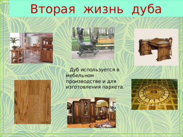 Вторая жизнь дуба  Дуб используется в мебельном производстве и для изготовления паркета. 