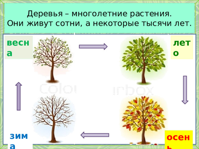 Деревья – многолетние растения.  Они живут сотни, а некоторые тысячи лет. весна лето зима осень 