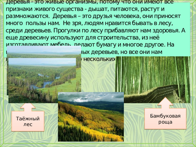Деревья - это живые организмы, потому что они имеют все признаки живого существа - дышат, питаются, растут и размножаются. Деревья – это друзья человека, они приносят много пользы нам. Не зря, людям нравится бывать в лесу, среди деревьев. Прогулки по лесу прибавляют нам здоровья. А еще древесину используют для строительства, из неё изготавливают мебель, делают бумагу и многое другое. На нашей планете много разных деревьев, но все они нам необходимы! Я расскажу о нескольких видах деревьев. Бамбуковая роща Таёжный лес 
