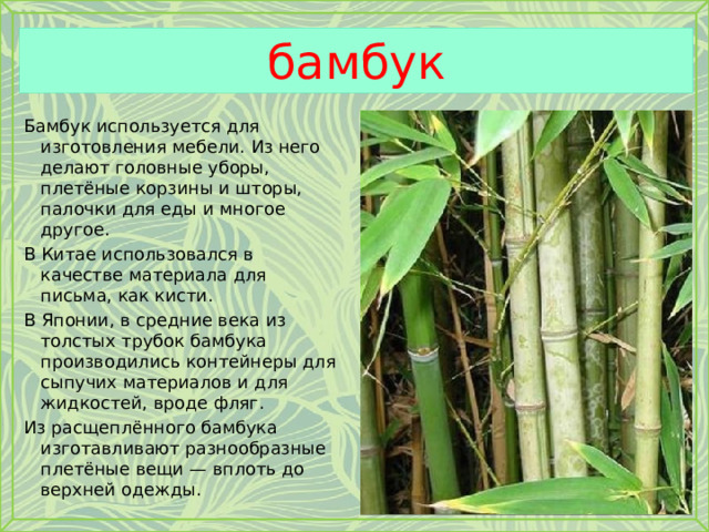 бамбук Бамбук используется для изготовления мебели. Из него делают головные уборы, плетёные корзины и шторы, палочки для еды и многое другое. В Китае использовался в качестве материала для письма, как кисти. В Японии, в средние века из толстых трубок бамбука производились контейнеры для сыпучих материалов и для жидкостей, вроде фляг. Из расщеплённого бамбука изготавливают разнообразные плетёные вещи — вплоть до верхней одежды. 