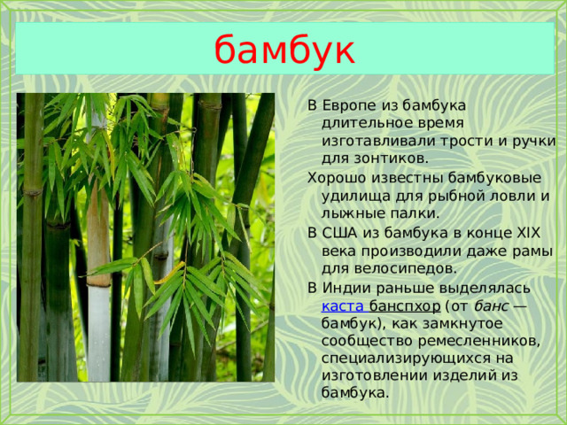 бамбук В Европе из бамбука длительное время изготавливали трости и ручки для зонтиков. Хорошо известны бамбуковые удилища для рыбной ловли и лыжные палки. В США из бамбука в конце XIX века производили даже рамы для велосипедов. В Индии раньше выделялась каста банспхор (от банс  — бамбук), как замкнутое сообщество ремесленников, специализирующихся на изготовлении изделий из бамбука. 