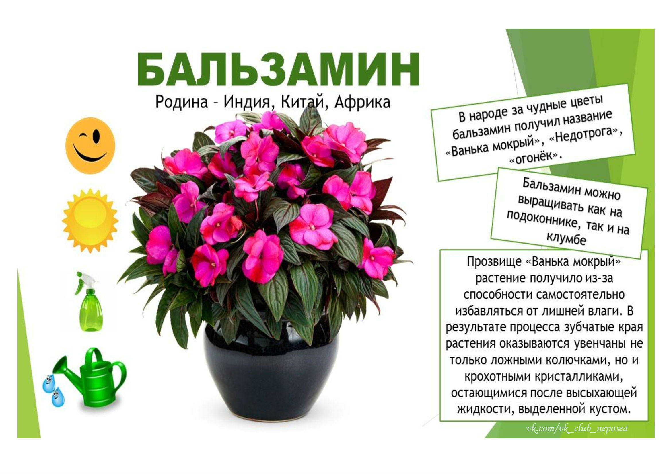 Фото и описание комнатных растений и цветов