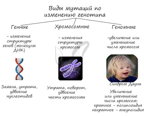 Проект по биологии болезни изменившие мир