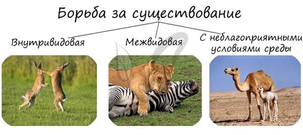 Формы борьбы за существование схема