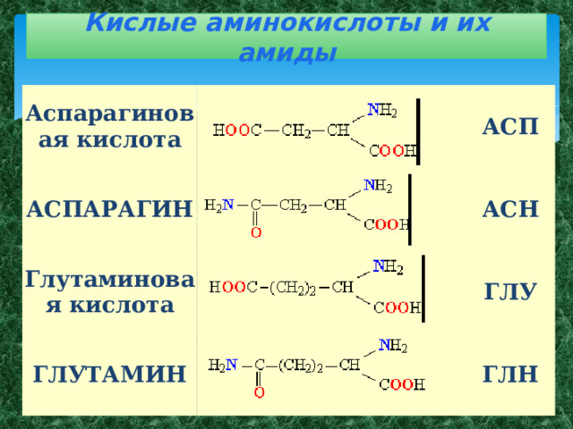 Кислые  аминокислоты  и их амиды Аспарагиновая кислота АСПАРАГИН АСП Глутаминовая кислота АСН ГЛУТАМИН ГЛУ ГЛН 