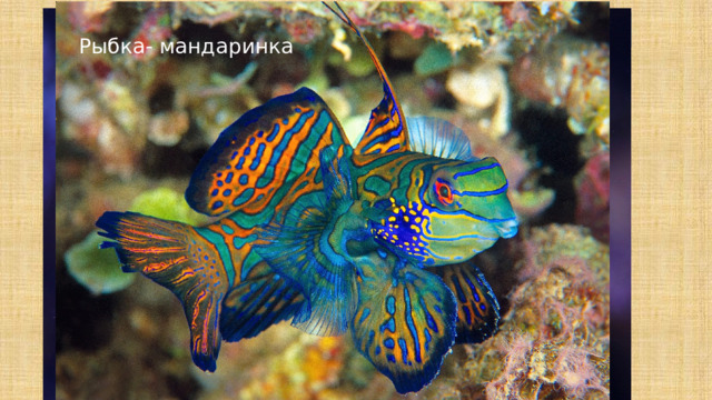 Дискус Крылатка зебра Цихлида Рыбка- мандаринка 