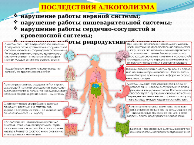 ПОСЛЕДСТВИЯ АЛКОГОЛИЗМА нарушение работы нервной системы; нарушение работы пищеварительной системы; нарушение работы сердечно-сосудистой и кровеносной системы; нарушение работы репродуктивной системы. 