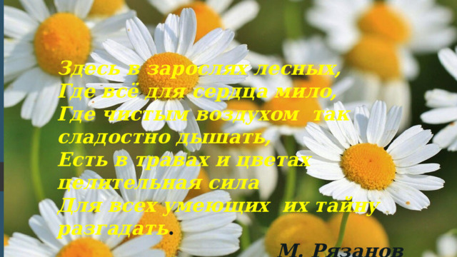 Здесь в зарослях лесных, Где всё для сердца мило, Где чистым воздухом так сладостно дышать, Есть в травах и цветах целительная сила Для всех умеющих их тайну разгадать .  М. Рязанов  