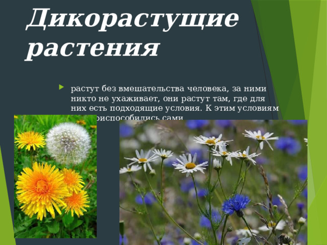 Дикорастущие растения растут без вмешательства человека, за ними никто не ухаживает, они растут там, где для них есть подходящие условия. К этим условиям они приспособились сами. 
