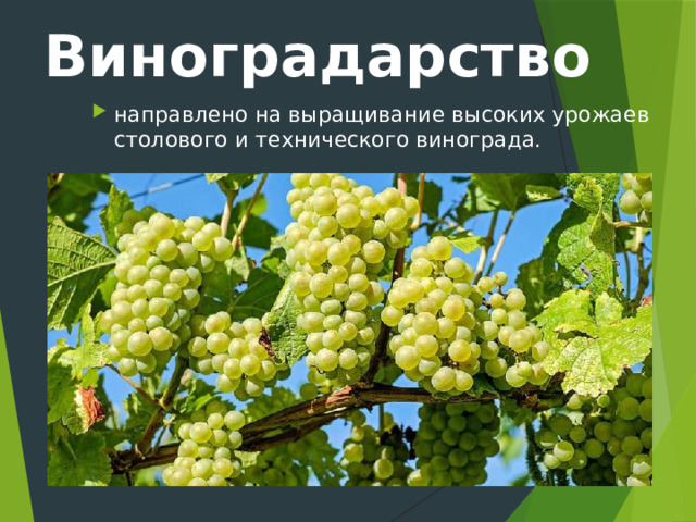 Виноградарство направлено на выращивание высоких урожаев столового и технического винограда. 