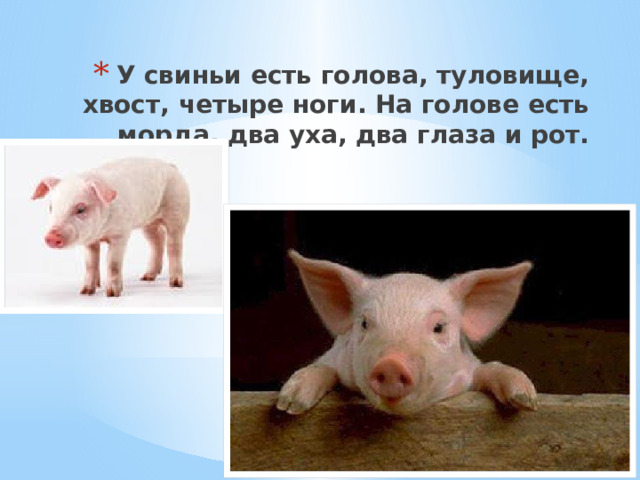 У свиньи есть голова, туловище, хвост, четыре ноги. На голове есть морда, два уха, два глаза и рот. 