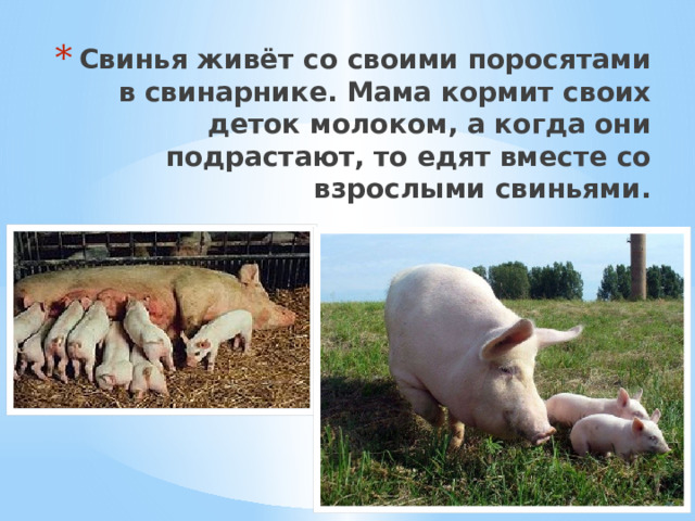 Свинья живёт со своими поросятами в свинарнике. Мама кормит своих деток молоком, а когда они подрастают, то едят вместе со взрослыми свиньями. 