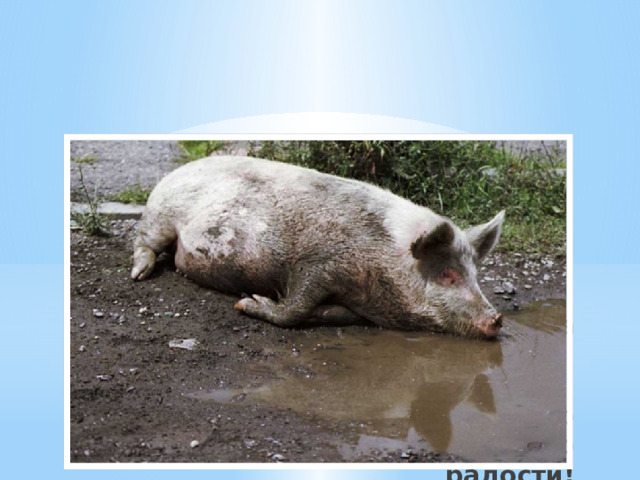 У свиней есть одна интересная особенность, они любят купаться в грязи, например в луже, это доставляет им много радости! 