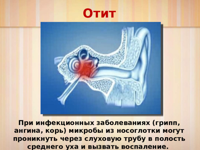 Слуховой анализатор презентация пименов