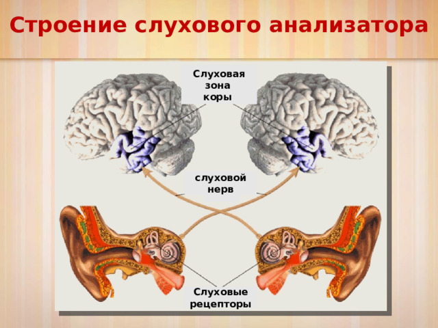 Биология 8 класс слуховой анализатор презентация 8 класс