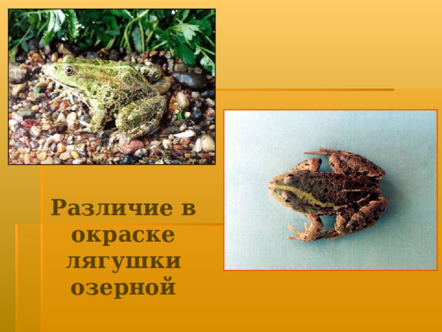 Различие в окраске лягушки озерной 