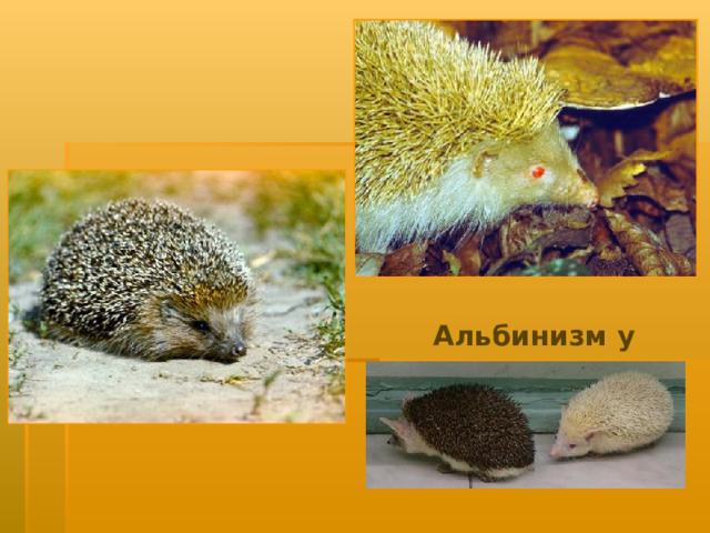 Альбинизм у ежа 