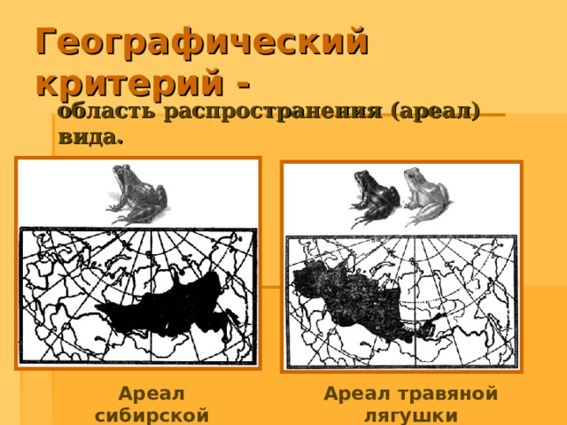 Географический критерий -  область распространения (ареал) вида. Ареал сибирской лягушки Ареал травяной лягушки 
