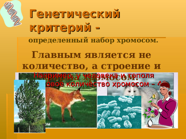 Генетический  критерий -  определенный набор хромосом. Главным является не количество, а строение и форма хромосом. Например, у человека и тополя одинаковое количество хромосом – 46. 
