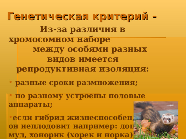 Генетическая критерий - Из-за различия в хромосомном наборе между особями разных видов имеется репродуктивная изоляция:  разные сроки размножения;  по разному устроены половые аппараты; если гибрид жизнеспособен, то он неплодовит например: лошак, мул, хонорик (хорек и норка ) 
