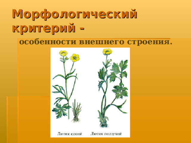 Морфологический критерий -  особенности внешнего строения. 