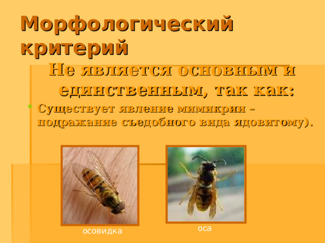 Морфологический критерий Не является основным и единственным, так как: Существует явление мимикрии – подражание съедобного вида ядовитому). оса осовидка 