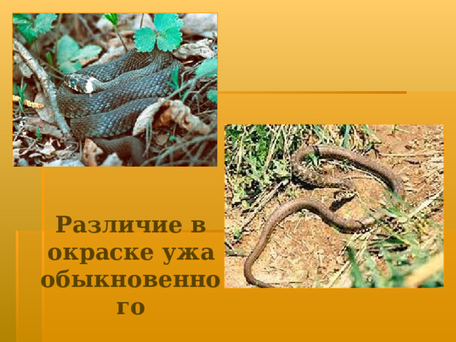 Различие в окраске ужа обыкновенного 