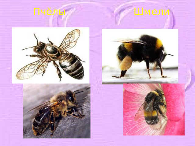 Пчёлы Шмели 