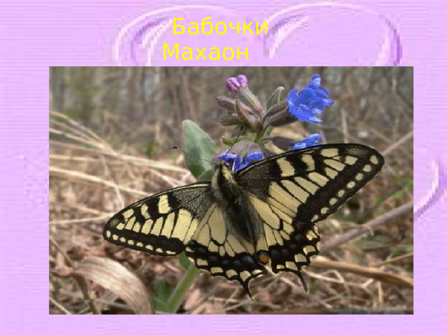 Бабочки Махаон 