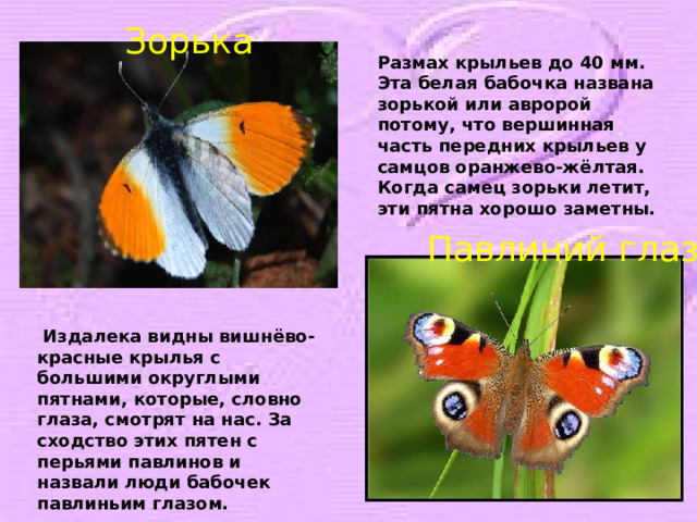 Зорька Размах крыльев до 40 мм. Эта белая бабочка названа зорькой или авророй потому, что вершинная часть передних крыльев у самцов оранжево-жёлтая. Когда самец зорьки летит, эти пятна хорошо заметны. Павлиний глаз  Издалека видны вишнёво-красные крылья с большими округлыми пятнами, которые, словно глаза, смотрят на нас. За сходство этих пятен с перьями павлинов и назвали люди бабочек павлиньим глазом. 