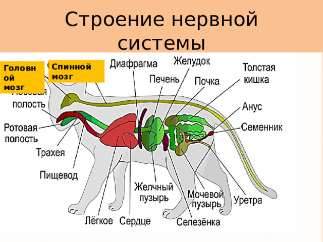 Строение нервной системы Спинной мозг Головной мозг 