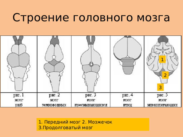 Строение головного мозга 1 2 3 1. Передний мозг 2. Мозжечок 3.Продолговатый мозг 