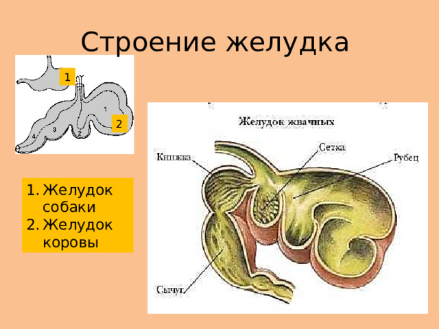 Строение желудка 1 2 Желудок собаки Желудок коровы 