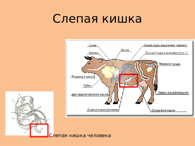 Слепая кишка Слепая кишка человека 