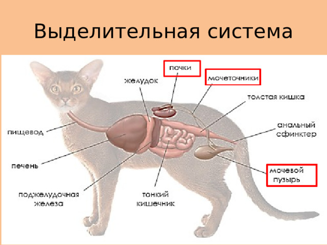 Выделительная система 