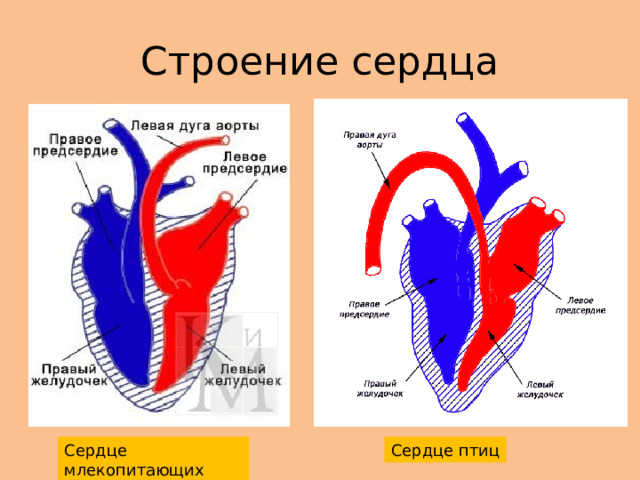 Строение сердца Сердце млекопитающих Сердце птиц 