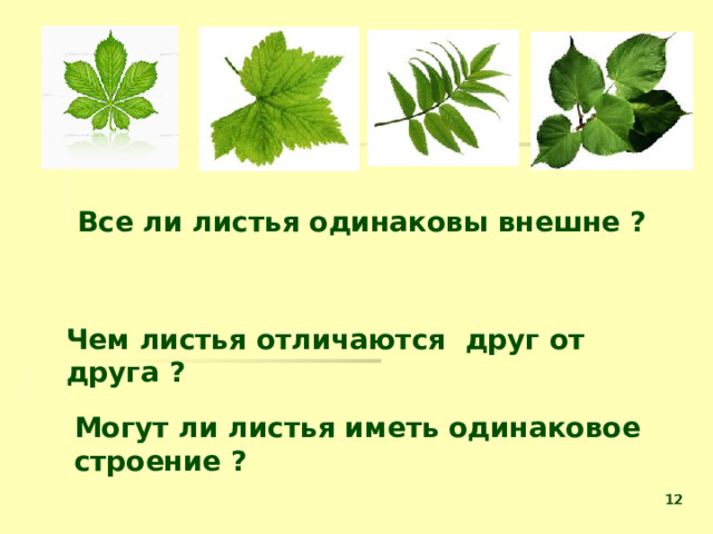     Все ли листья одинаковы внешне ? Чем листья отличаются друг от друга ? Могут ли листья иметь одинаковое строение ?   