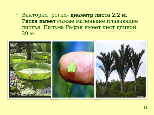 Виктория регия- диаметр листа 2.2 м. Ряска имеет самые маленькие плавающие листья. Пальма Рафия имеет лист длиной 20 м.  