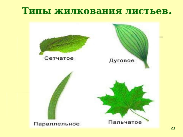 Типы жилкования листьев .  