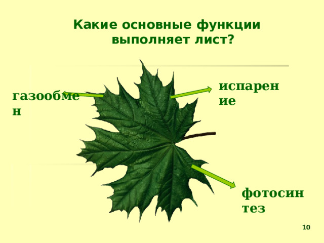 Какие основные функции выполняет лист? испарение газообмен фотосинтез   