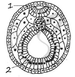 Установите соответствие между характеристиками и структурами эмбриона обозначенными цифрами на схеме