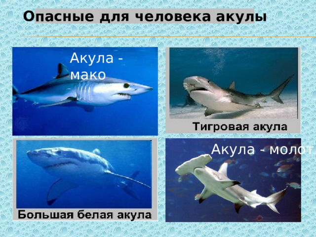 Опасные для человека акулы Акула - мако Акула - молот 