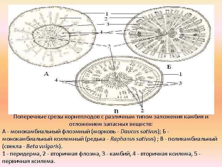 Схема поперечного среза семени