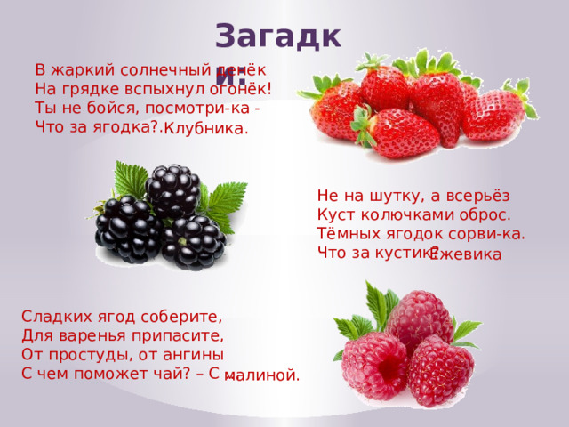 Загадки: В жаркий солнечный денёк На грядке вспыхнул огонёк! Ты не бойся, посмотри-ка - Что за ягодка?.. . Клубника. Не на шутку, а всерьёз  Куст колючками оброс.  Тёмных ягодок сорви-ка.  Что за кустик? Ежевика Сладких ягод соберите, Для варенья припасите, От простуды, от ангины С чем поможет чай? – С ... малиной.  